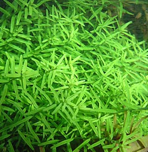 O[E^(Rotala rotundifolia f.)~\nMȁA{